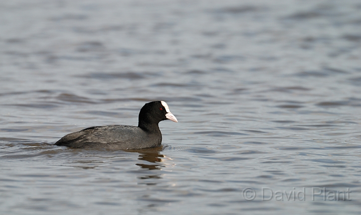 Coot - D.jpg - Coot - Slimbridge